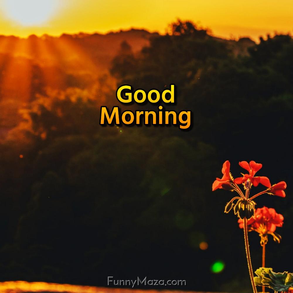 Good Morning Nature New Photos