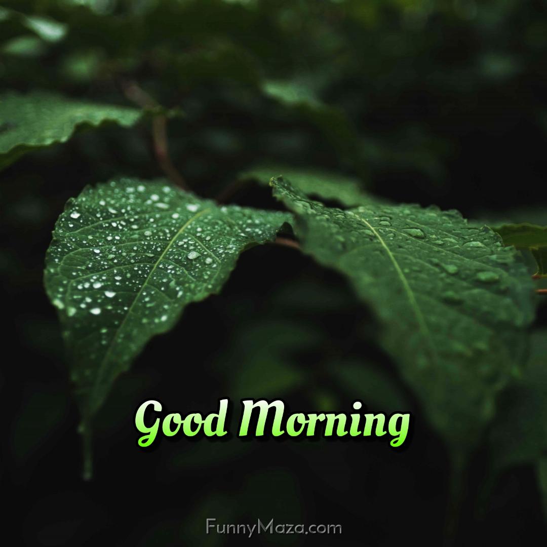 A Rainy Good Morning Images