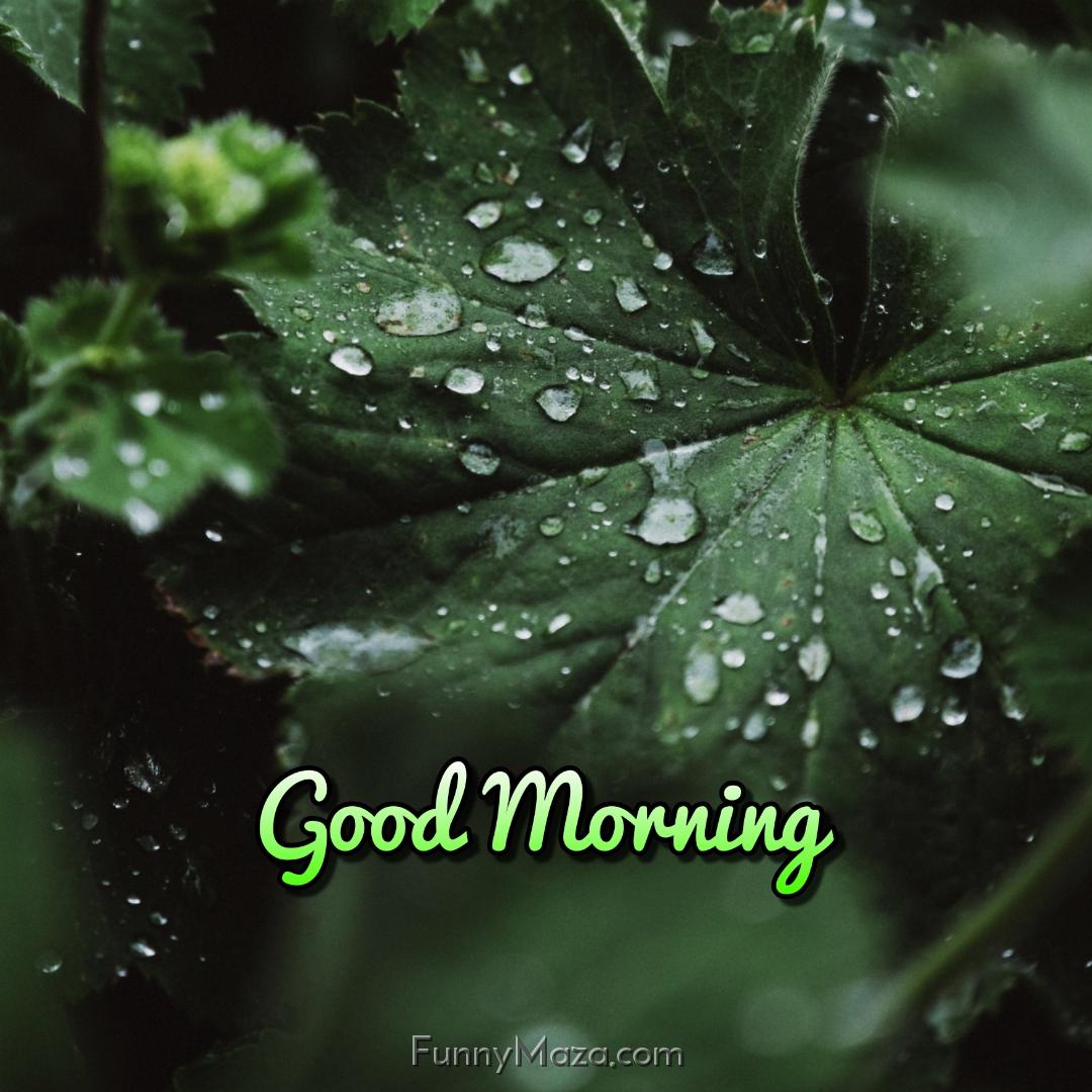 Beautiful Good Morning Raining Images