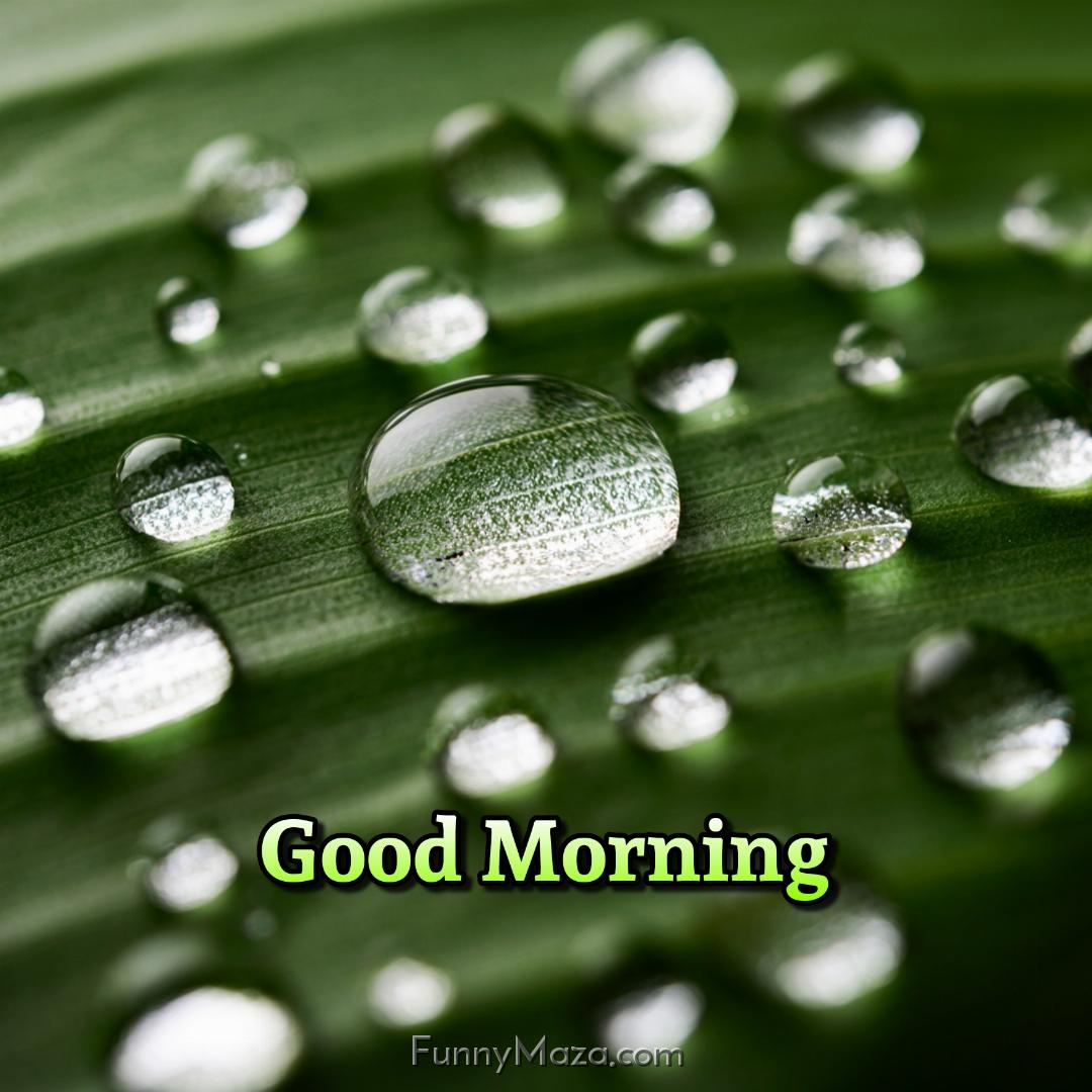 Good Morning Rain Drops Images