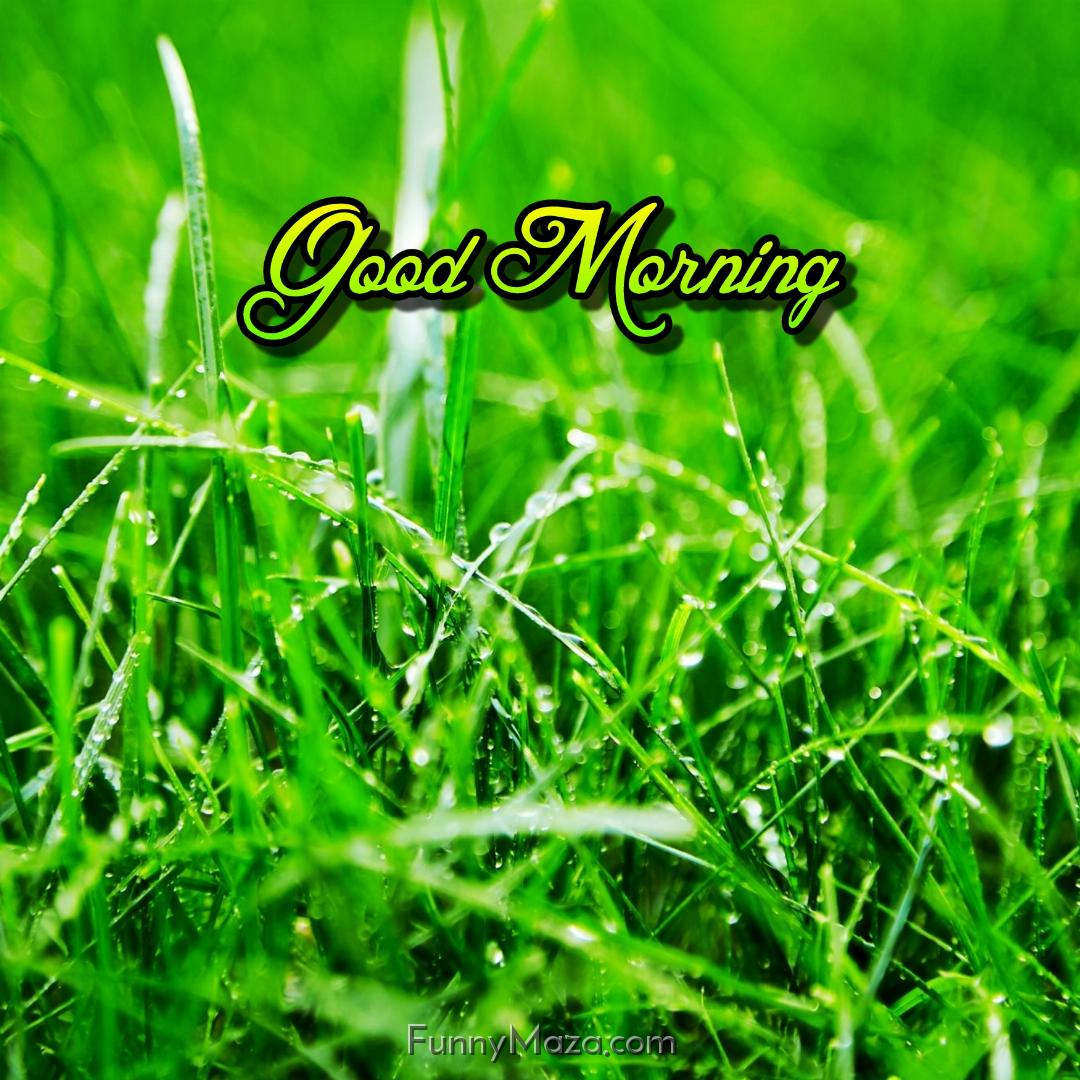 Good Morning Rain Drops On Grass Images