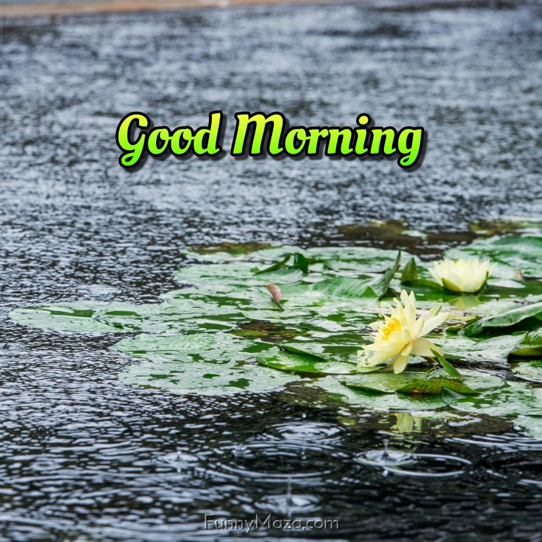 Good Morning Rain Flower Images