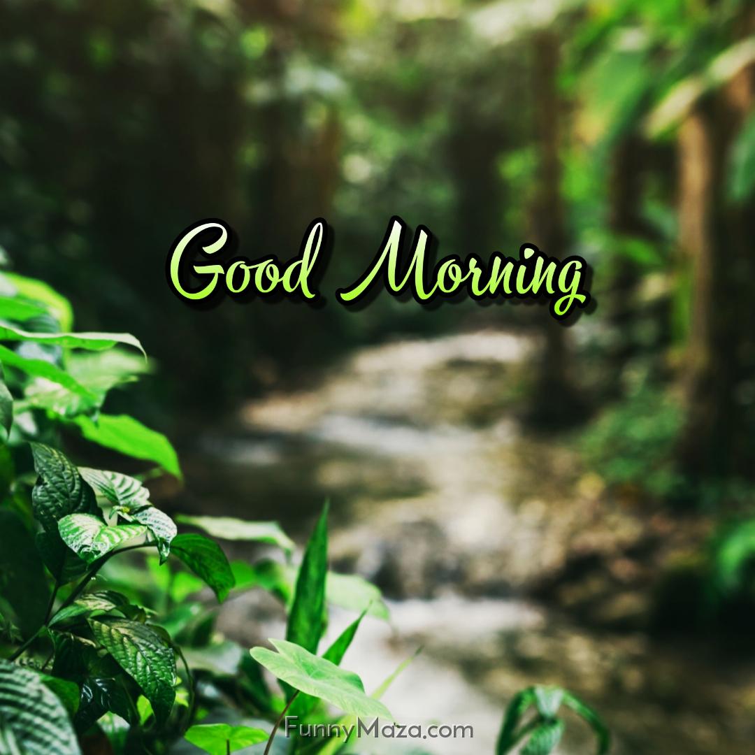 Good Morning Rainy Forest Images Download