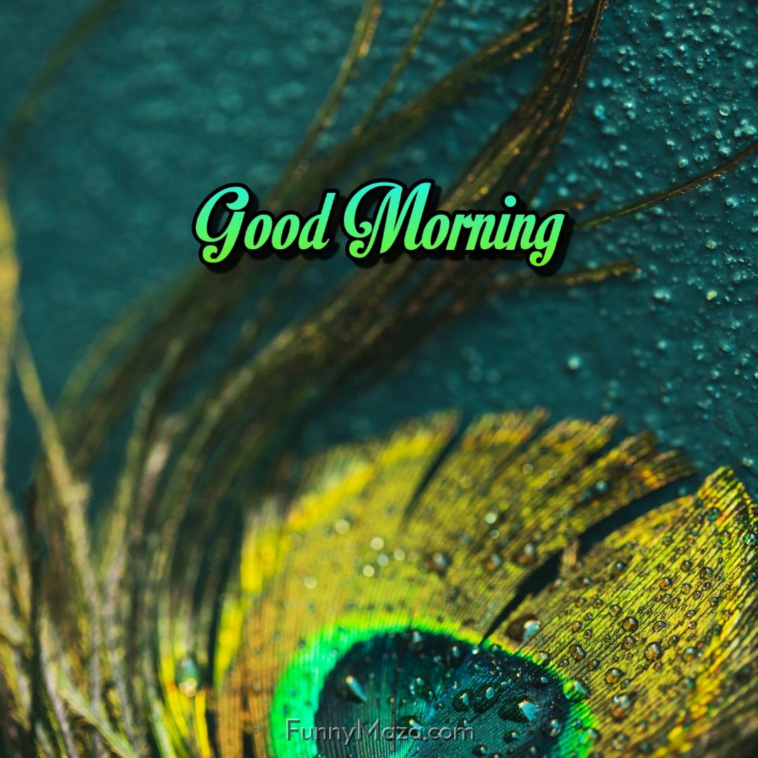 Good Morning Rainy Image With Peacock Feather