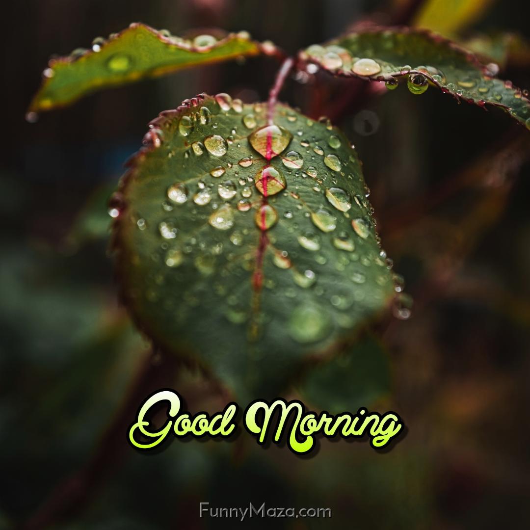 Images Of Good Morning Rain