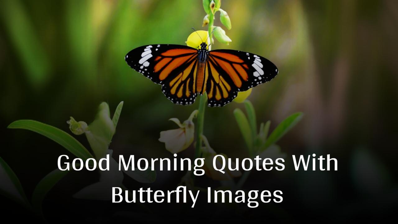 Good Morning Quotes With Butterfly Images