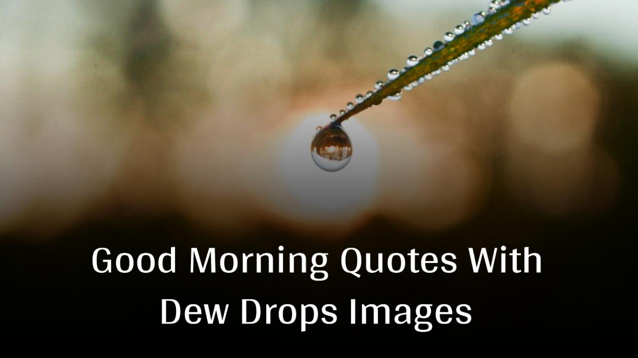 Beautiful Good Morning Quotes With Dew Drops Images