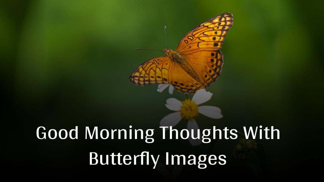 Good Morning Thoughts With Butterfly Images