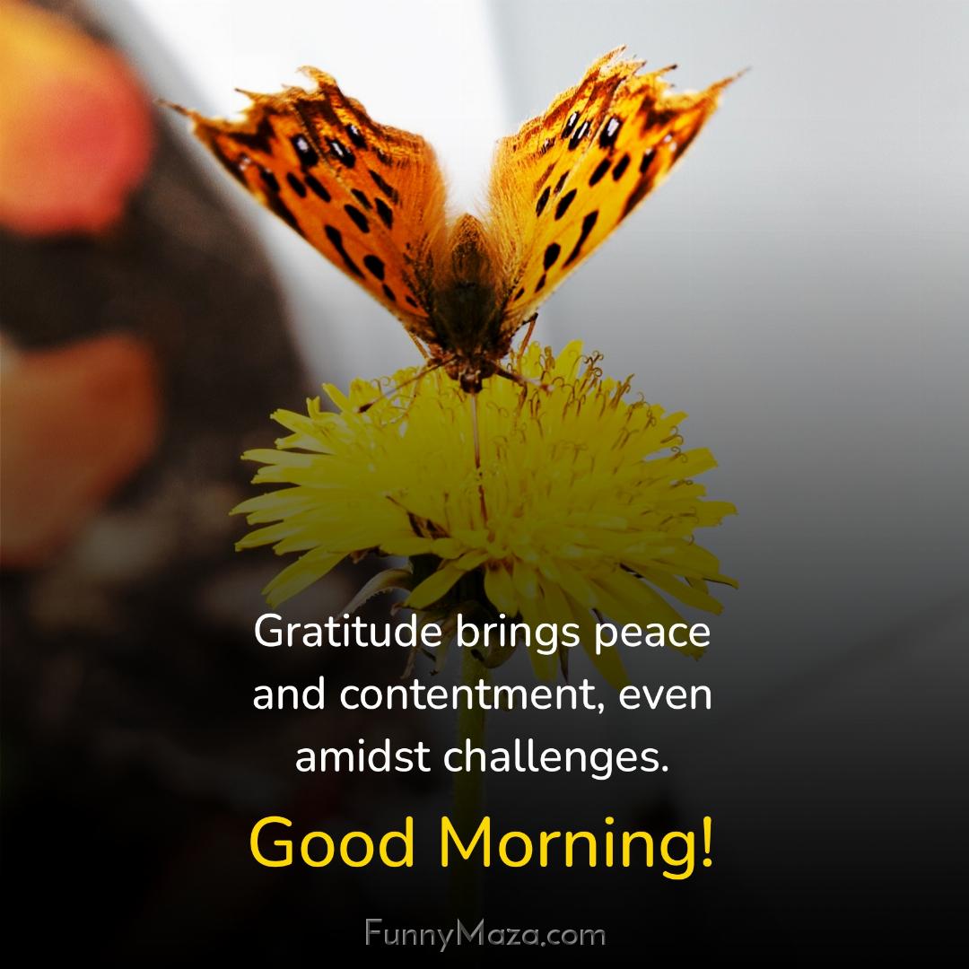 Gratitude brings peace and contentment even amidst challenges