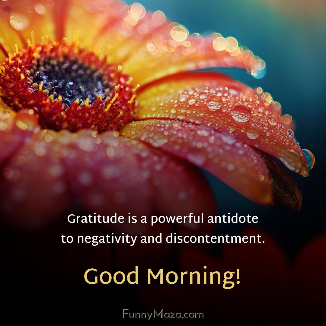 Gratitude is a powerful antidote to negativity and discontentment