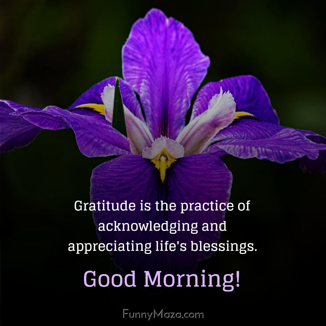 Gratitude is the practice of acknowledging and appreciating life's blessings