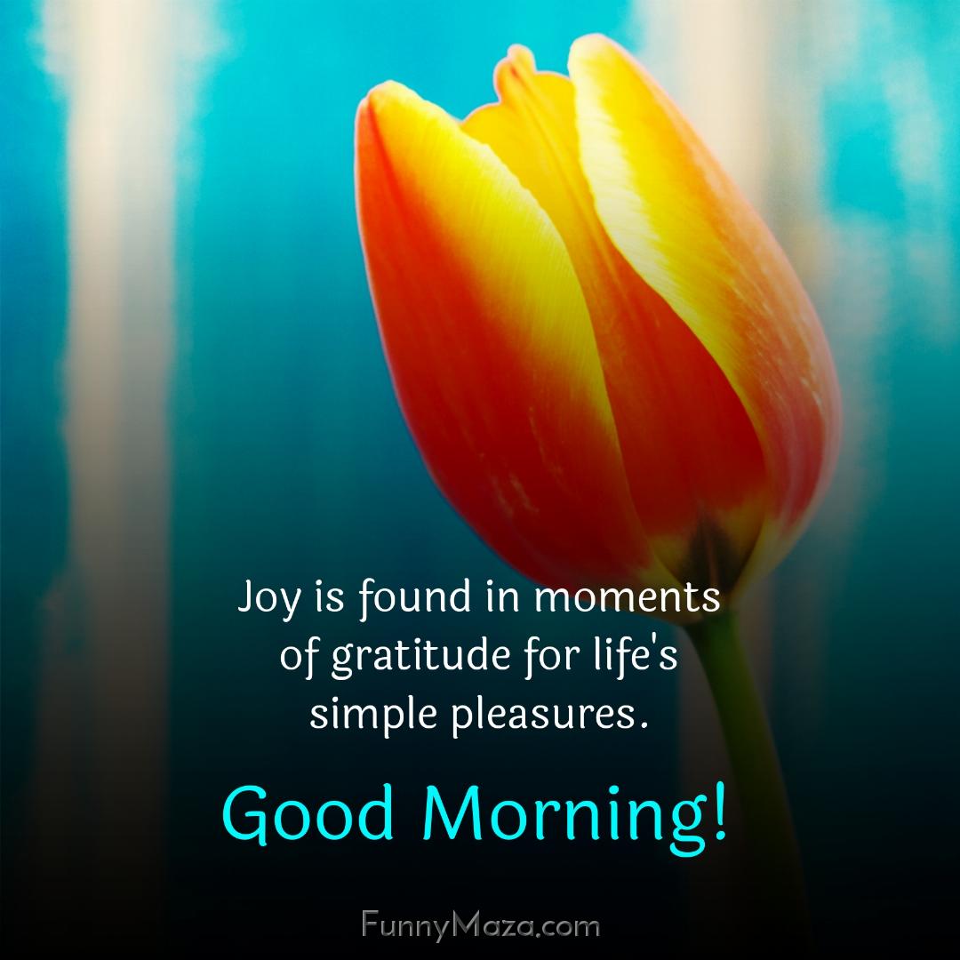 Joy is found in moments of gratitude for life's simple pleasures