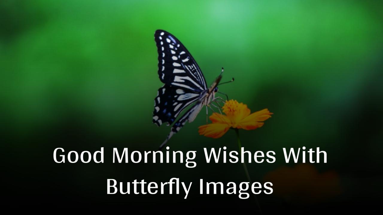 Good Morning Wishes With Butterfly Images