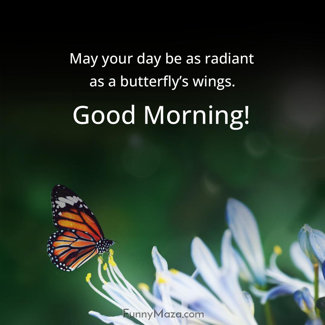 May your day be as radiant as a butterfly’s wings