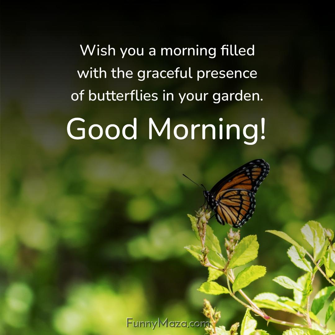 Wish you a morning filled with the graceful presence of butterflies