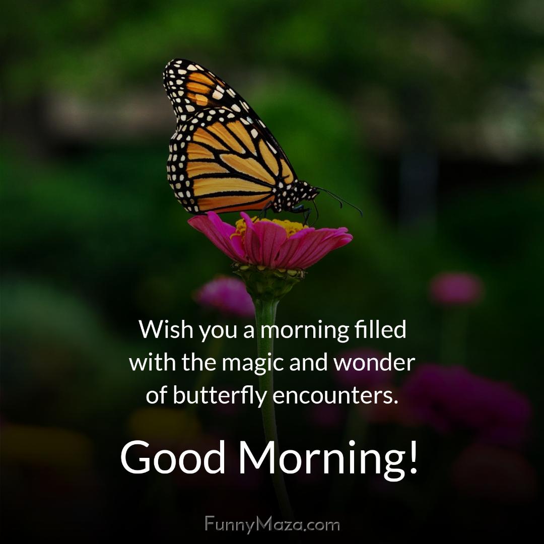 Wish you a morning filled with the magic and wonder of