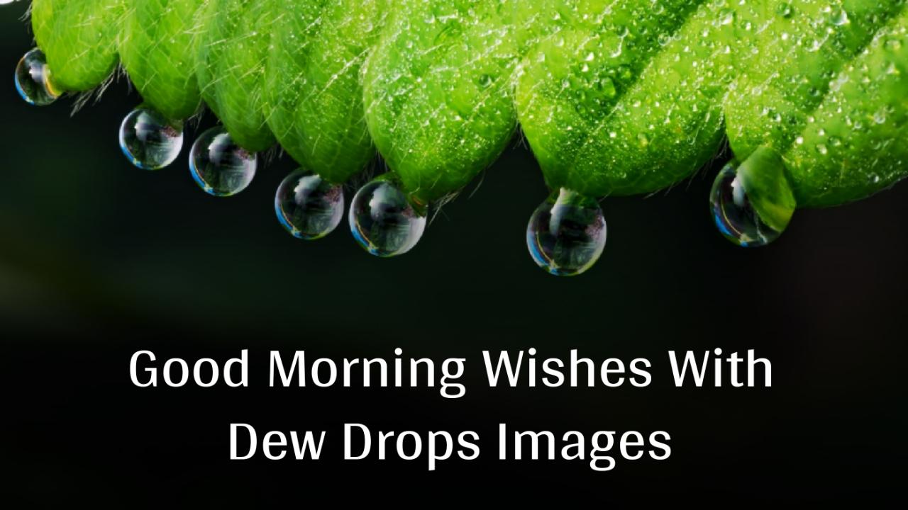 Good Morning Wishes With Dew Drops Images