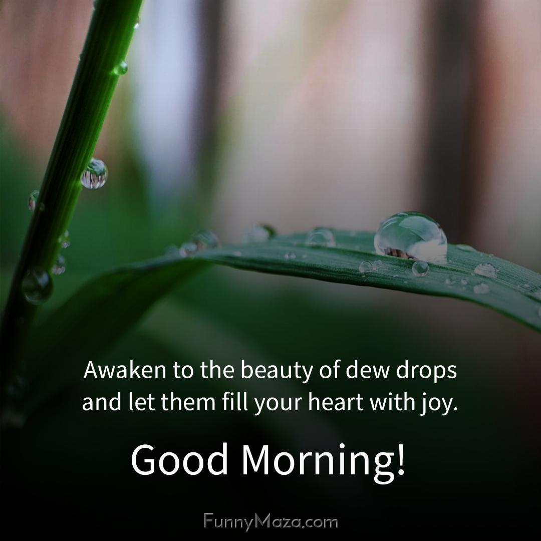 Awaken to the beauty of dew drops and let them fill