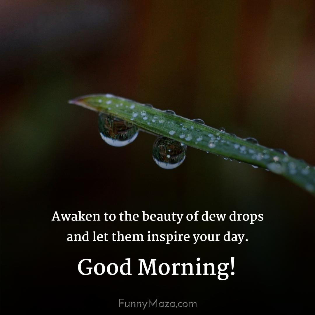 Awaken to the beauty of dew drops and let them inspire