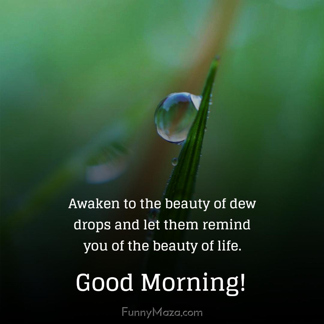 Awaken to the beauty of dew drops and let them remind