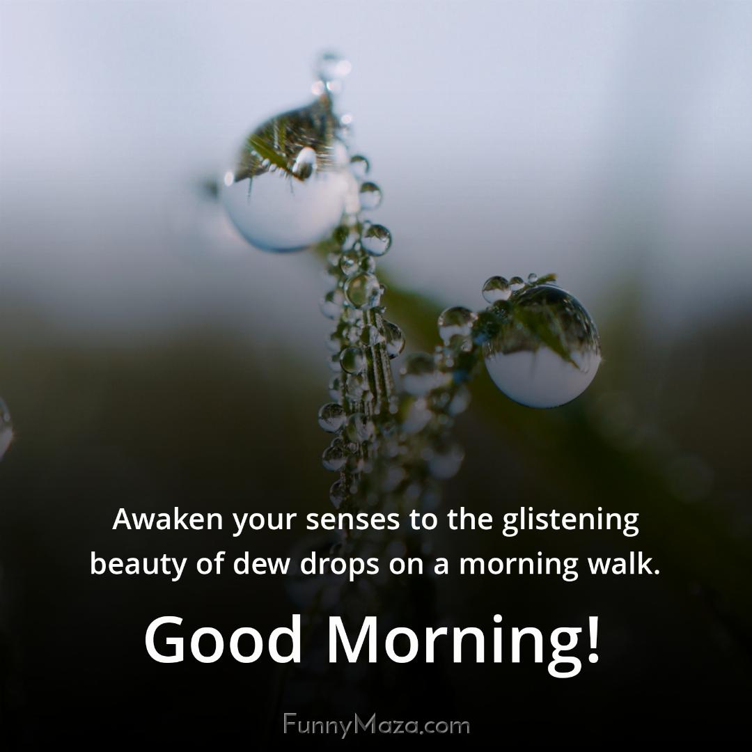 Awaken your senses to the glistening beauty of dew drops on