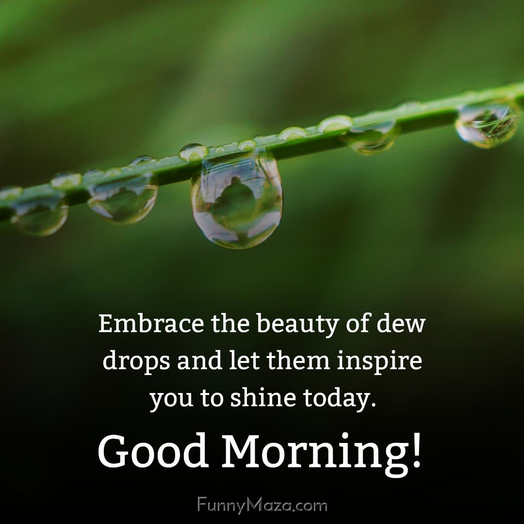 Embrace the beauty of dew drops and let them inspire you