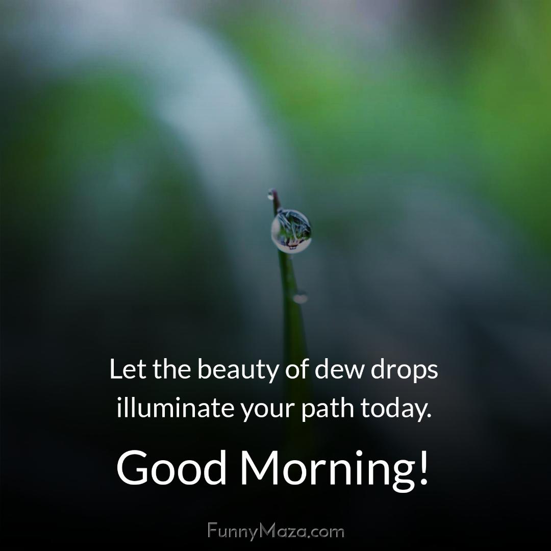 Let the beauty of dew drops illuminate your path today