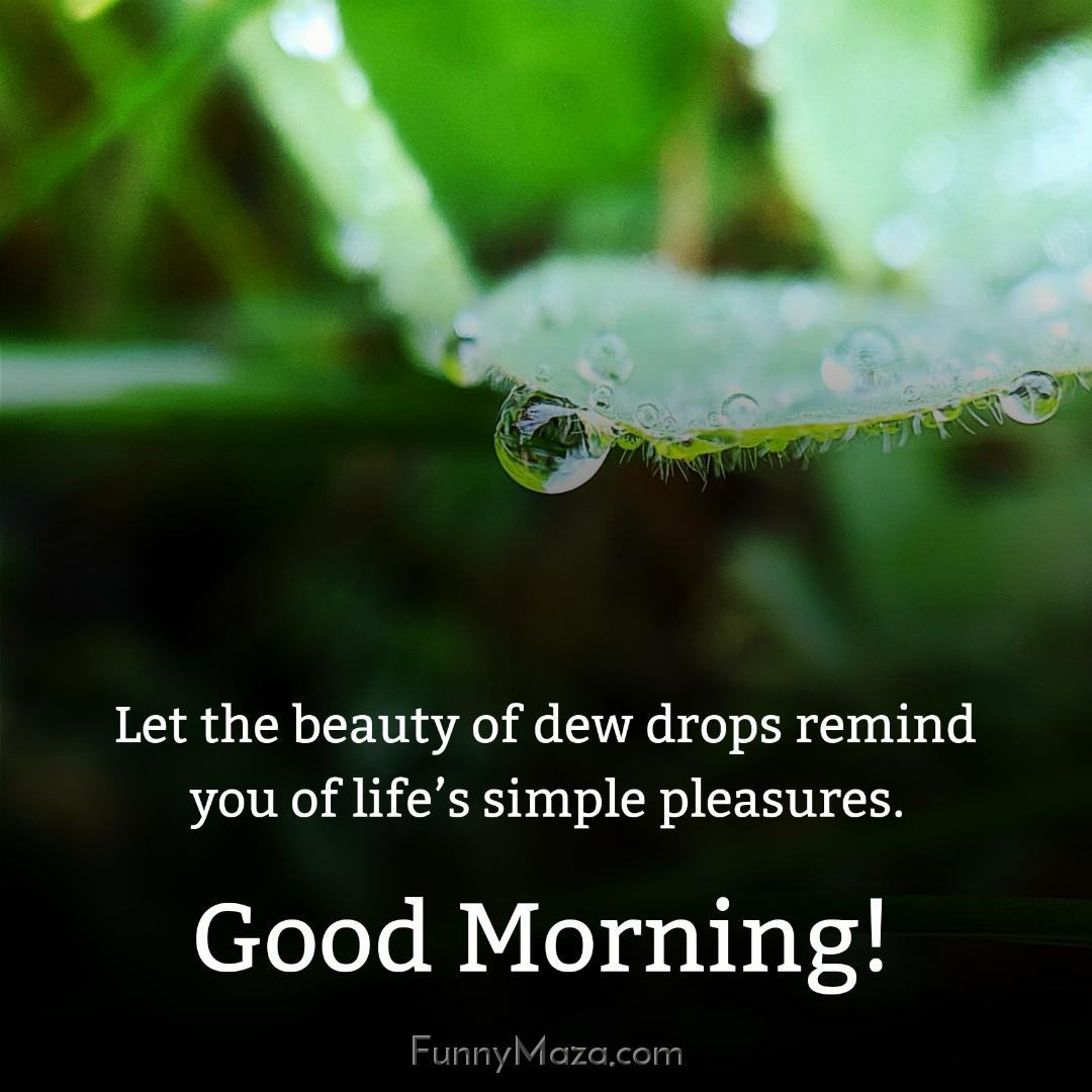 Let the beauty of dew drops remind you of life’s simple