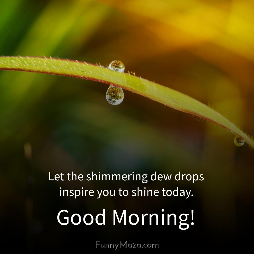 Let the shimmering dew drops inspire you to shine today