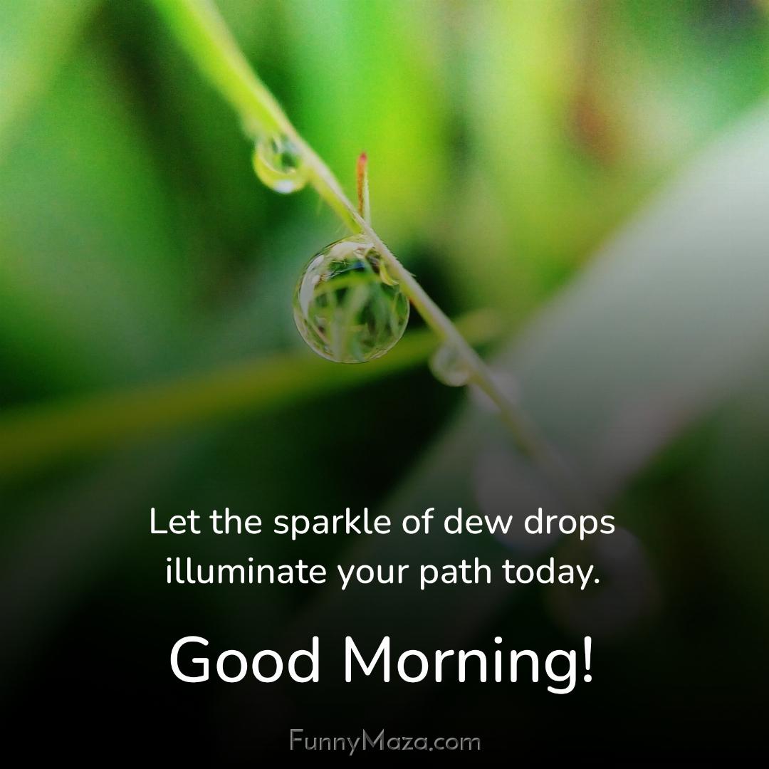 Let the sparkle of dew drops illuminate your path today