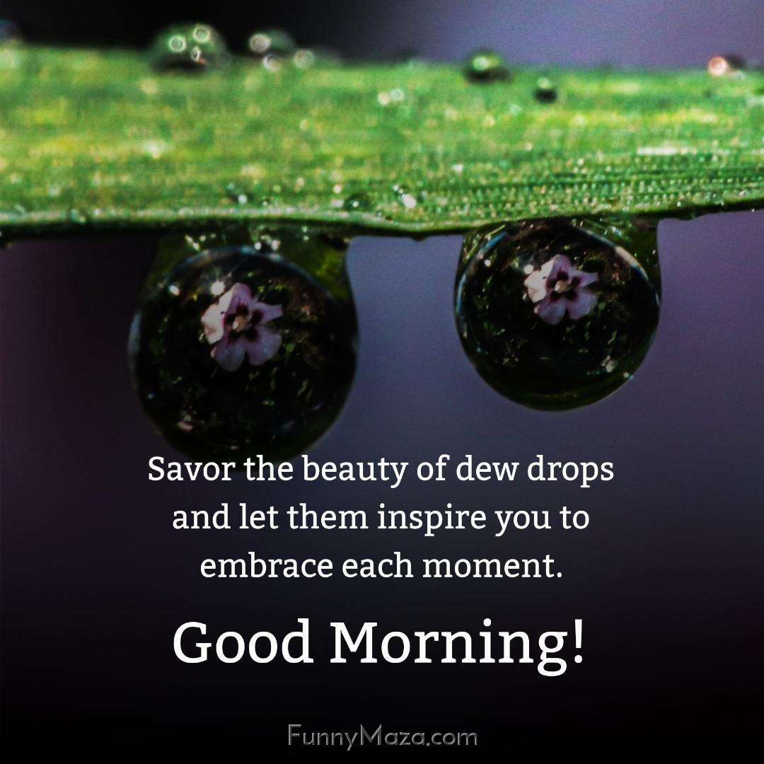 Savor the beauty of dew drops and let them inspire you