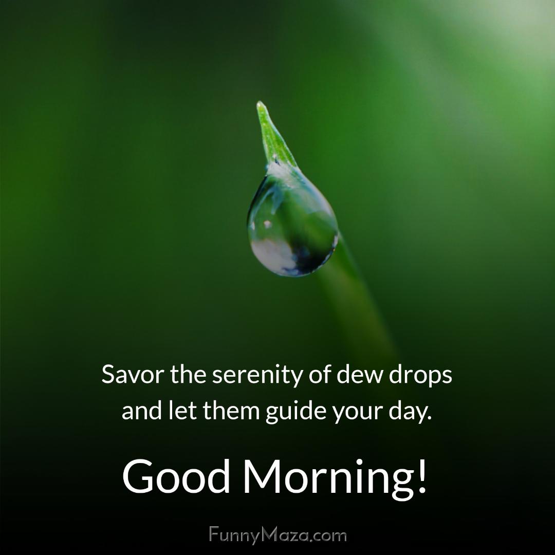 Savor the serenity of dew drops and let them guide your