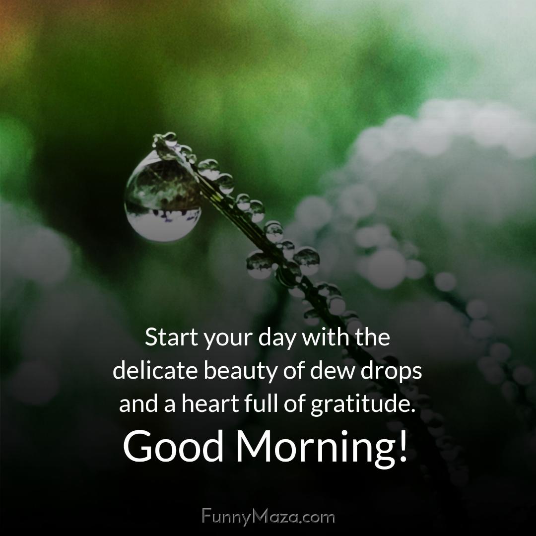 Start your day with the delicate beauty of dew drops and