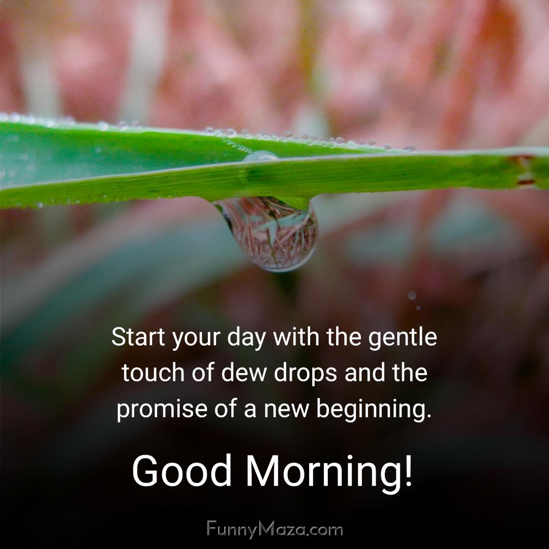 Start your day with the gentle touch of dew drops and