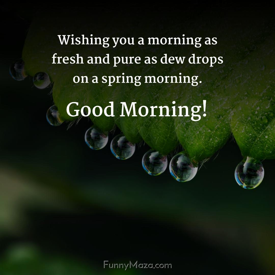 Wishing you a morning as fresh and pure as dew drops