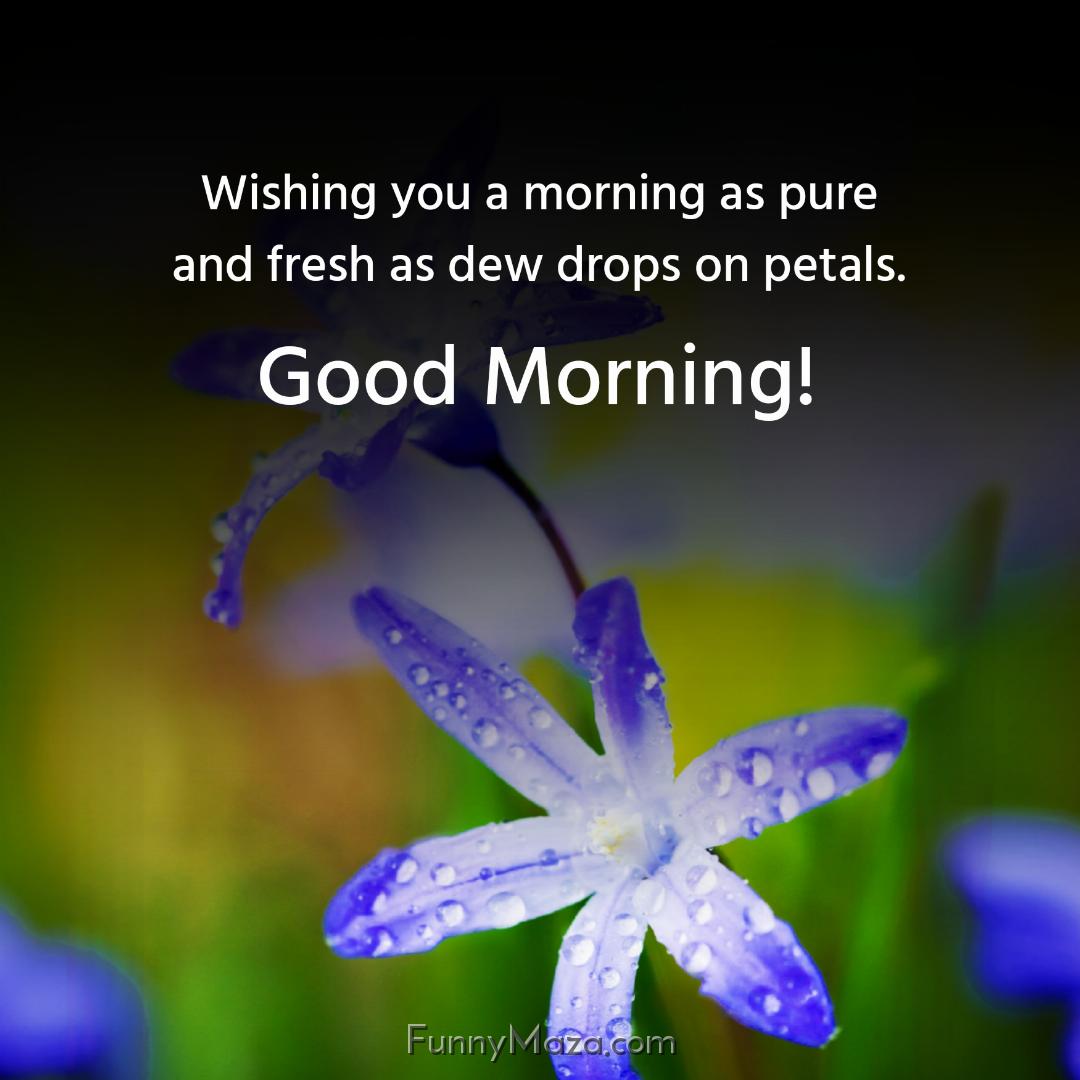 Wishing you a morning as pure and fresh as dew drops