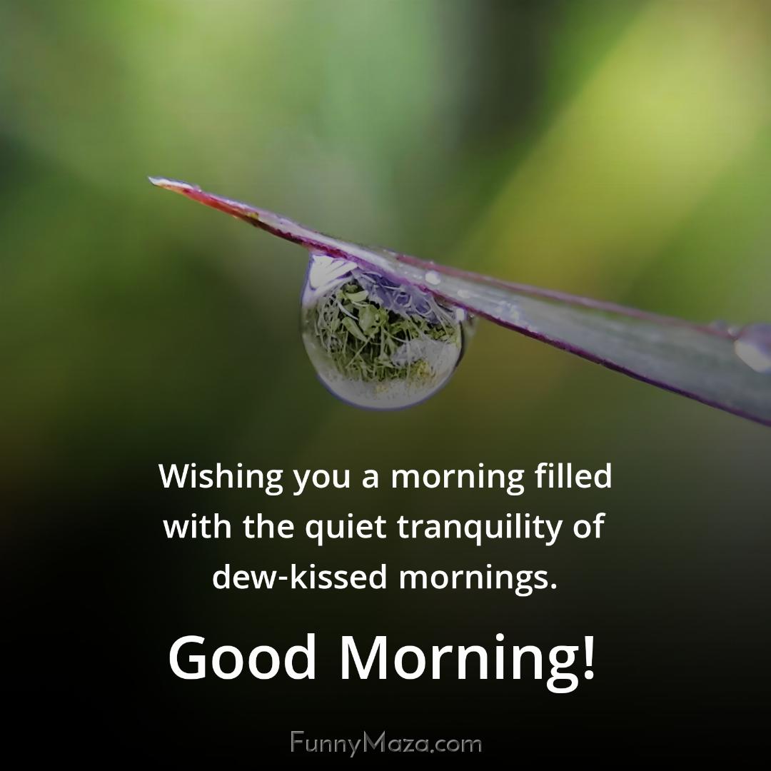 Wishing you a morning filled with the quiet tranquility of dew-kissed