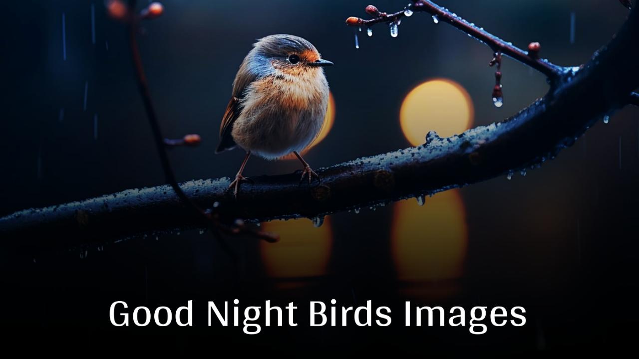 Good Night Birds Images