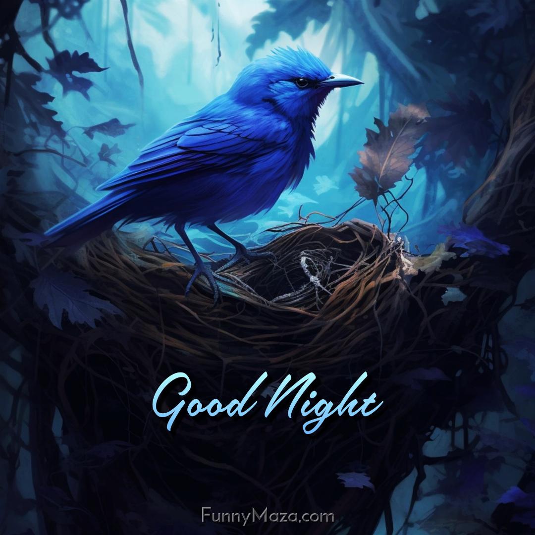 Good Night Bird Pic Download