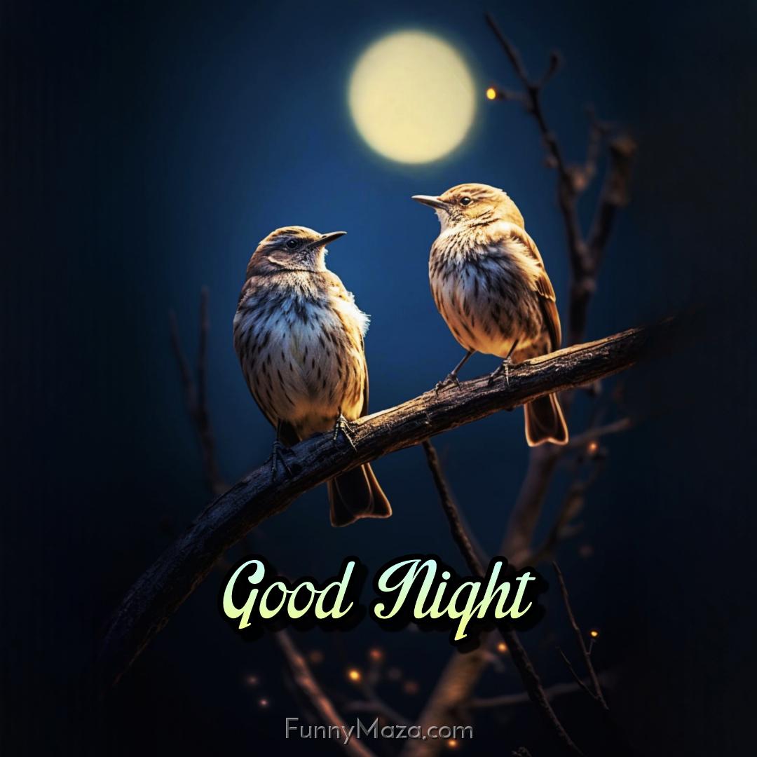 Good Night Birds Images 2024 Download