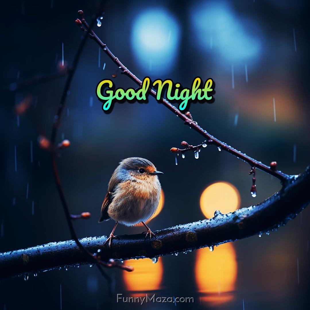 Good Night Birds Images 2024 HD