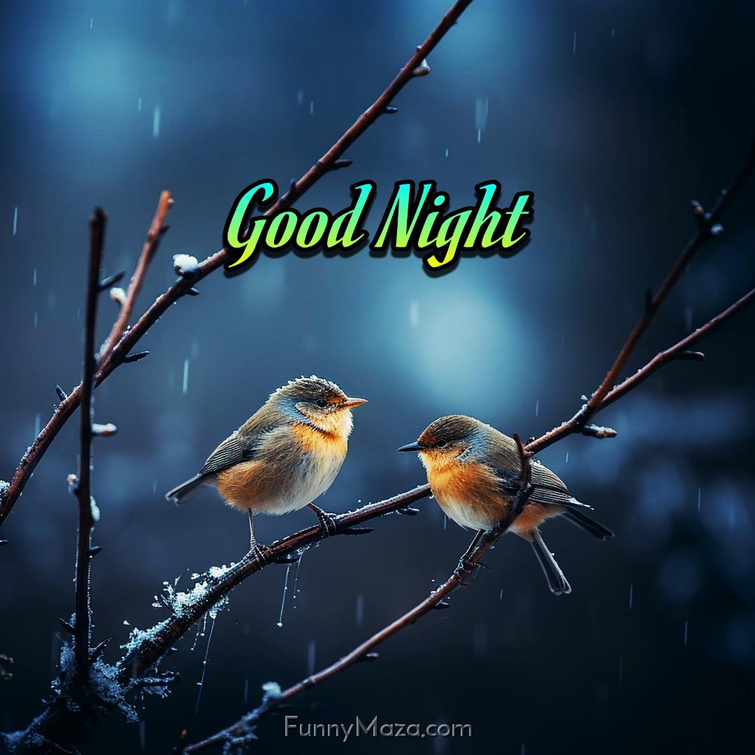 Good Night Birds Images 2024