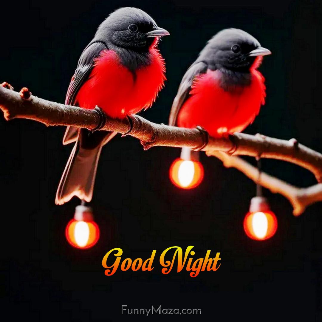 Good Night Birds Images Free