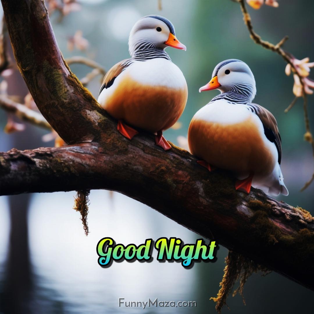 Good Night Birds Images