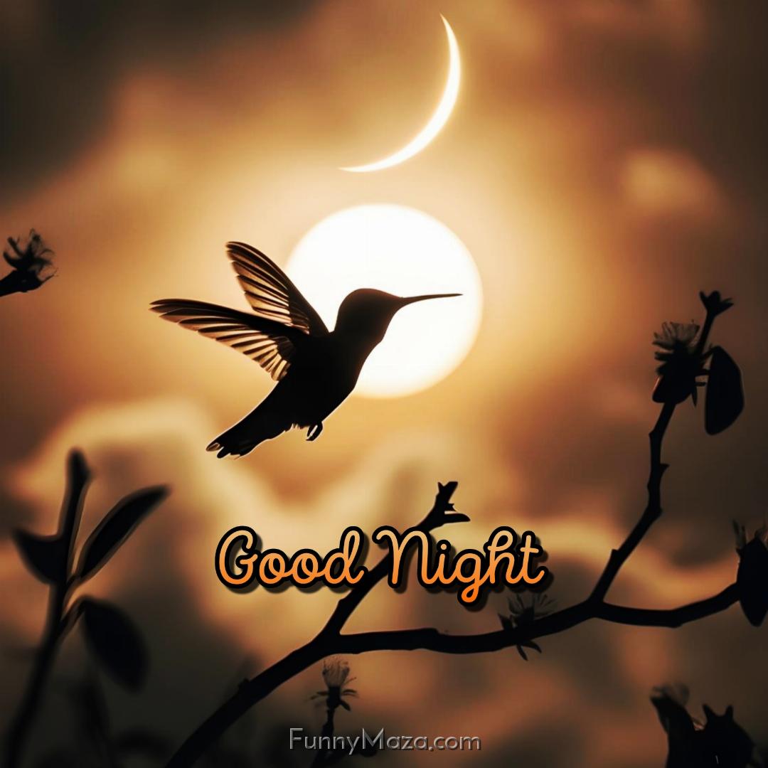 Good Night Birds Ke Photo