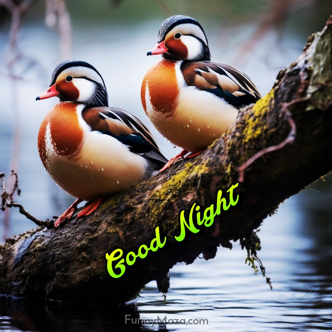 Good Night Birds Ki Images