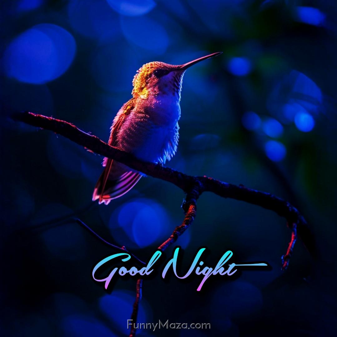 Good Night Birds Photos