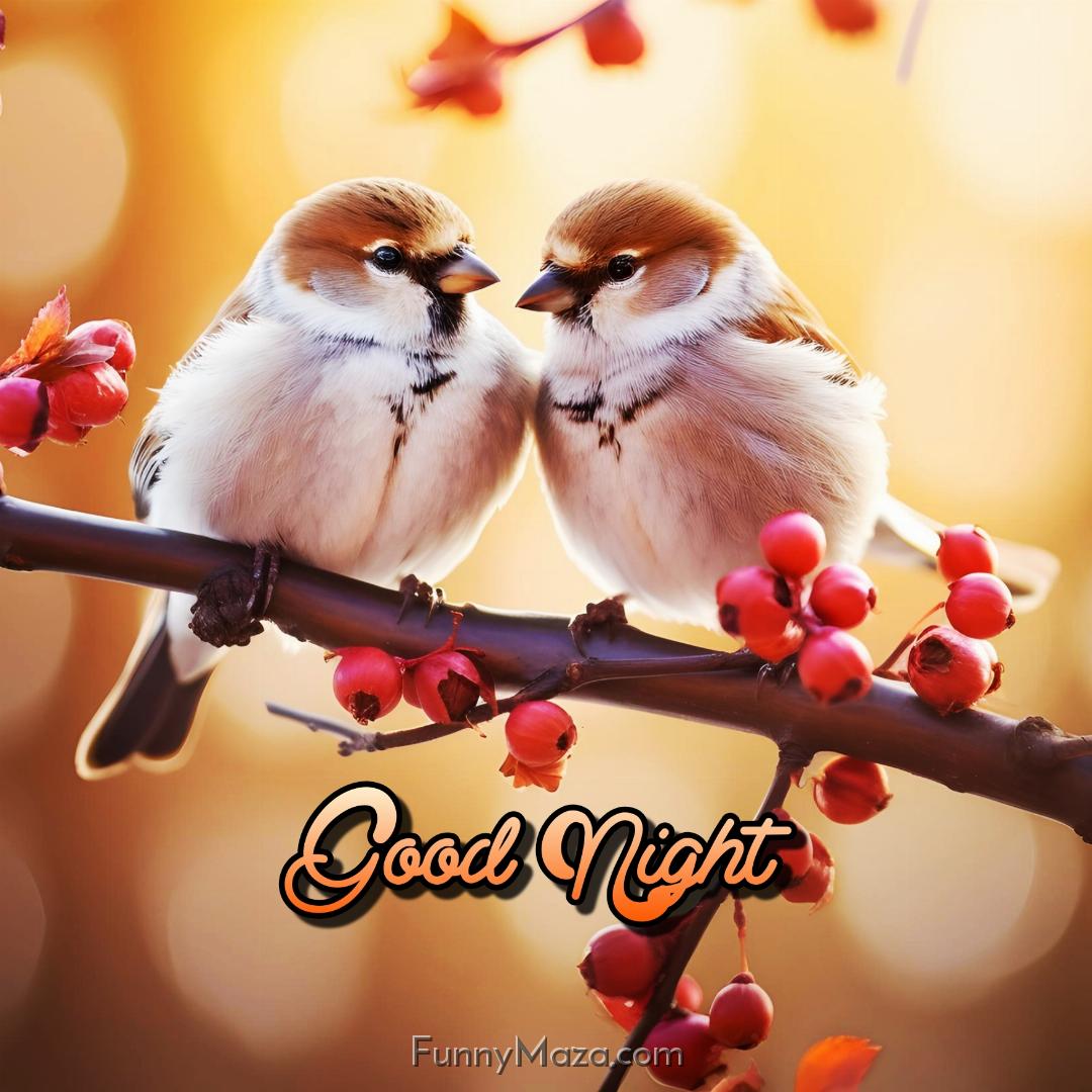 Good Night Birds Pic Download