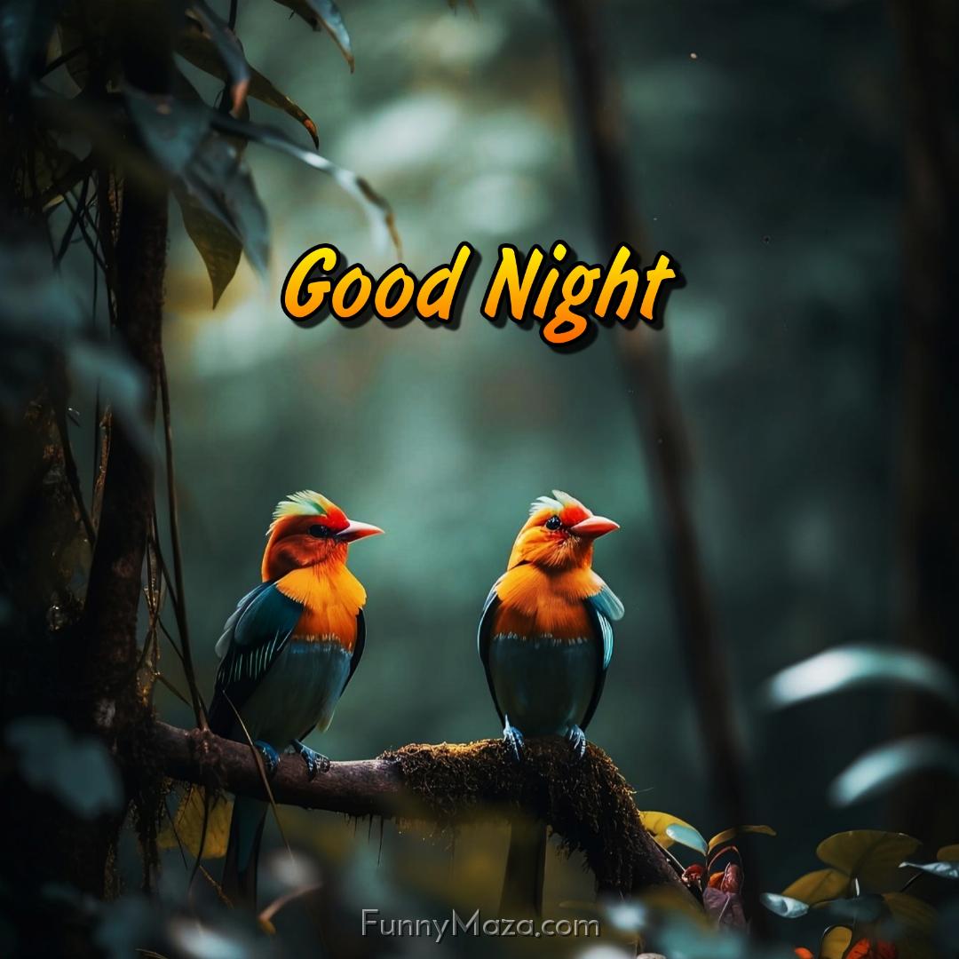 Good Night Birds Pic HD