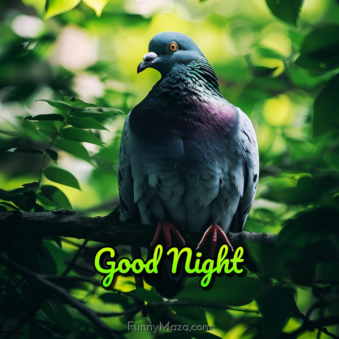 Good Night Birds Pictures